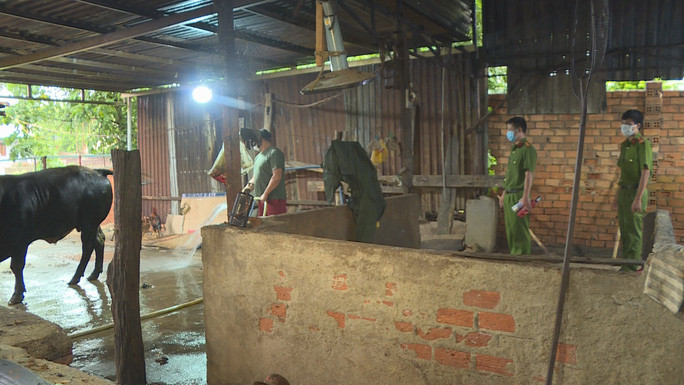Lực lượng công an bắt quả tang lò mổ bơm nước vào bụng bò