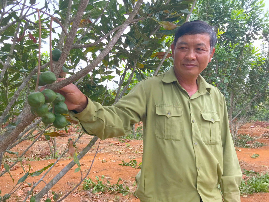 Cây mắc ca được người dân trồng trên đất lâm nghiệp. Ảnh: Nguyễn Diệp 