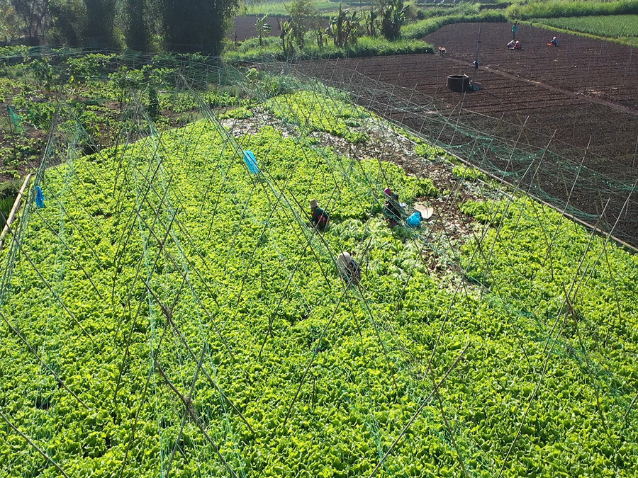 2-Đẩy mạnh ứng dụng khoa học công nghệ vào sản xuất nông nghiệp, xây dựng vùng chuyên canh cây trồng gắn với tiêu thụ, góp phần xây dựng nông thôn mới nâng cao. Ảnh: Tấn Dung