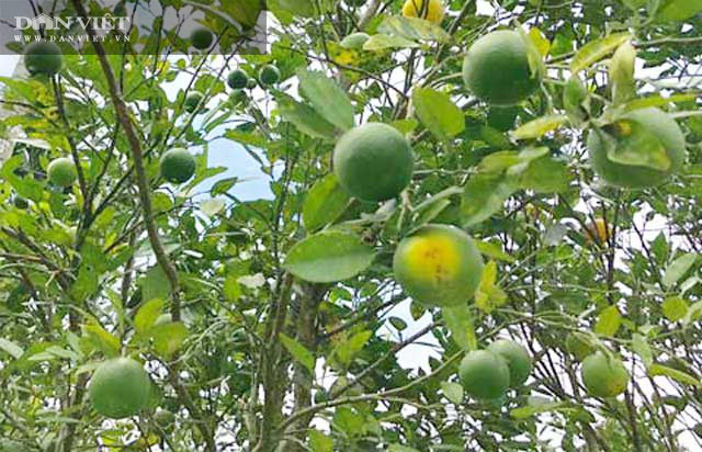 Một góc rẫy hường của người dân ở huyện Trà Bồng.  Một góc rẫy hường của người dân ở huyện Trà Bồng.