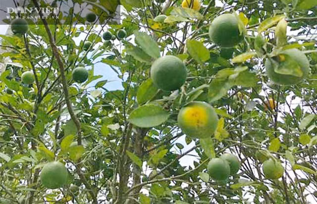 Một góc rẫy hường của người dân ở huyện Trà Bồng. Một góc rẫy hường của người dân ở huyện Trà Bồng.