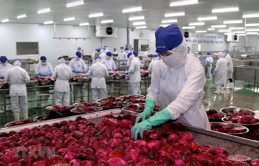 Chế biến thanh long xuất khẩu. (Ảnh minh họa: Bùi Giang/TTXVN)