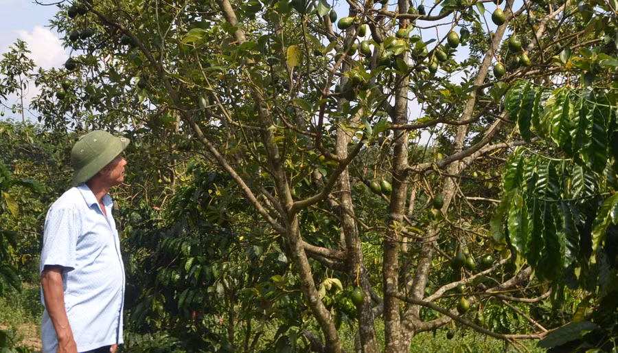 Giống bơ tứ quý ông Lơn trồng trong vườn đang độ ra sai quả. Ảnh: VN