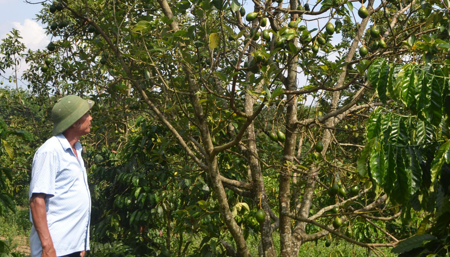 Giống bơ tứ quý ông Lơn trồng trong vườn đang độ ra sai quả. Ảnh: VN