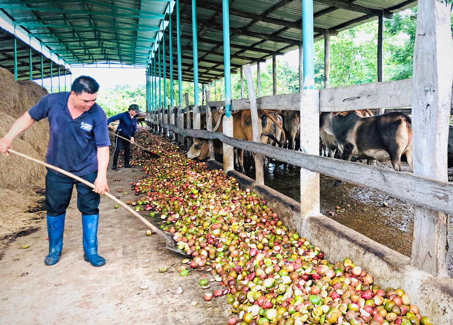 Anh Nguyễn Hồng Sơn cho bò ăn. Ảnh: Hải Lê 