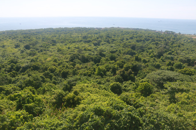 Rừng nguyên sinh trên đảo Cồn Cỏ