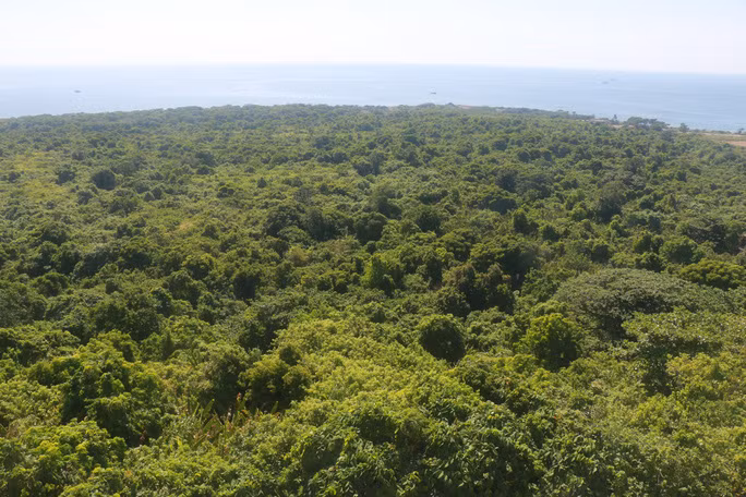 Rừng nguyên sinh trên đảo Cồn Cỏ