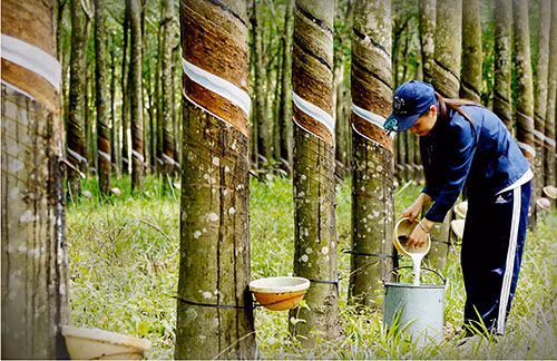 Ảnh minh họa: INTERNET