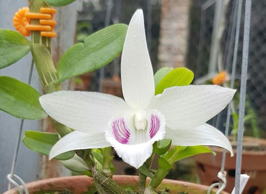 Lan Đột biến 5CT - Bảo Duy (Ảnh minh họa).