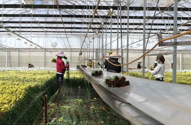 Thu hoạch hoa tại Công ty Dalat Hasfarm ẢNH: LÂM VIÊN