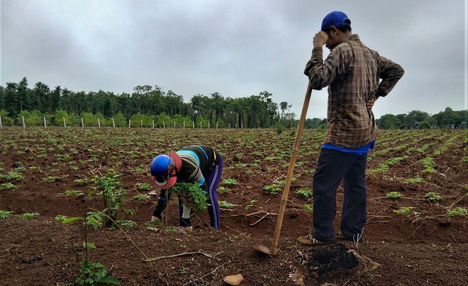 Người Chơ Ro có truyền thống làm rẫy, trồng lúa, bắp, đậu...