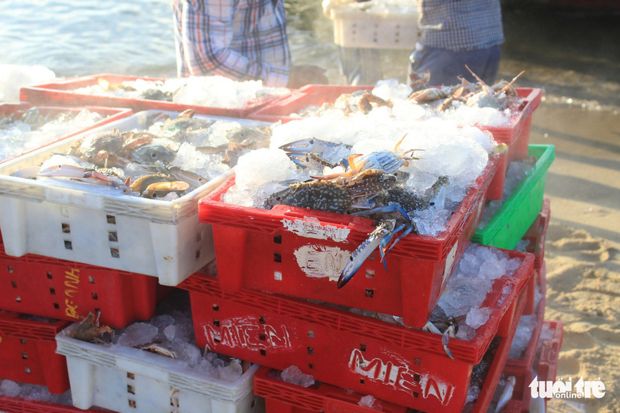 Những mẻ hải sản tươi sống được người dân mang lên bờ tiêu thụ - Ảnh: THANH NGÂN