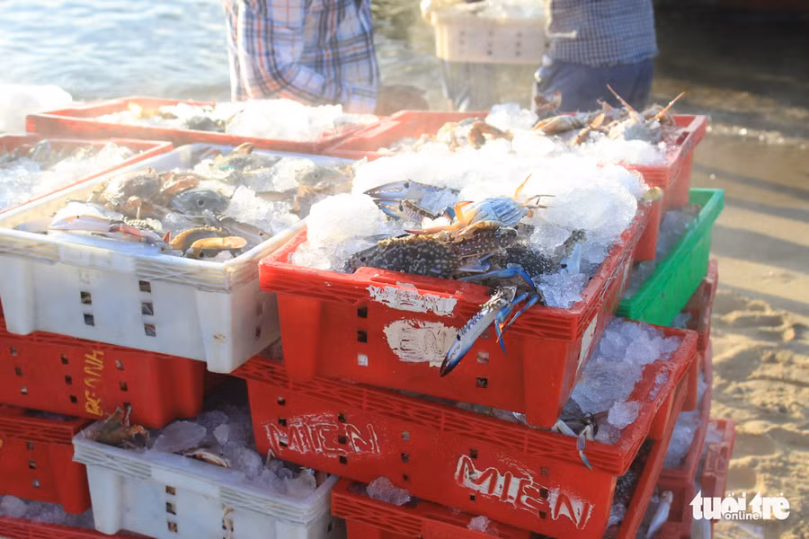 Những mẻ hải sản tươi sống được người dân mang lên bờ tiêu thụ - Ảnh: THANH NGÂN