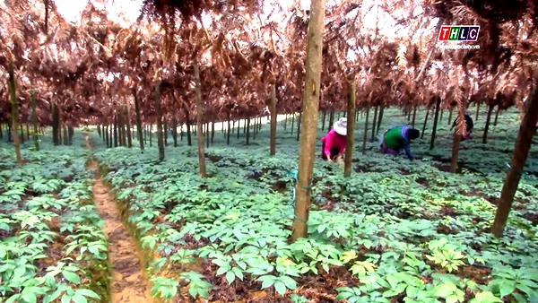 Vườn tam thất nhà chị Vũ Thị Nhung. Ảnh THLC