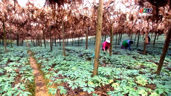 Vườn tam thất nhà chị Vũ Thị Nhung. Ảnh THLC