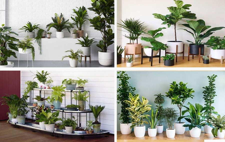 Gia chủ nên bố trí một số chậu cây xinh xắn trong nhà để tôn lên tính thẩm mỹ đồng thời khử mùi giúp không gian thoáng đãng, trong lành hơn. Đồ họa: Khương Duy