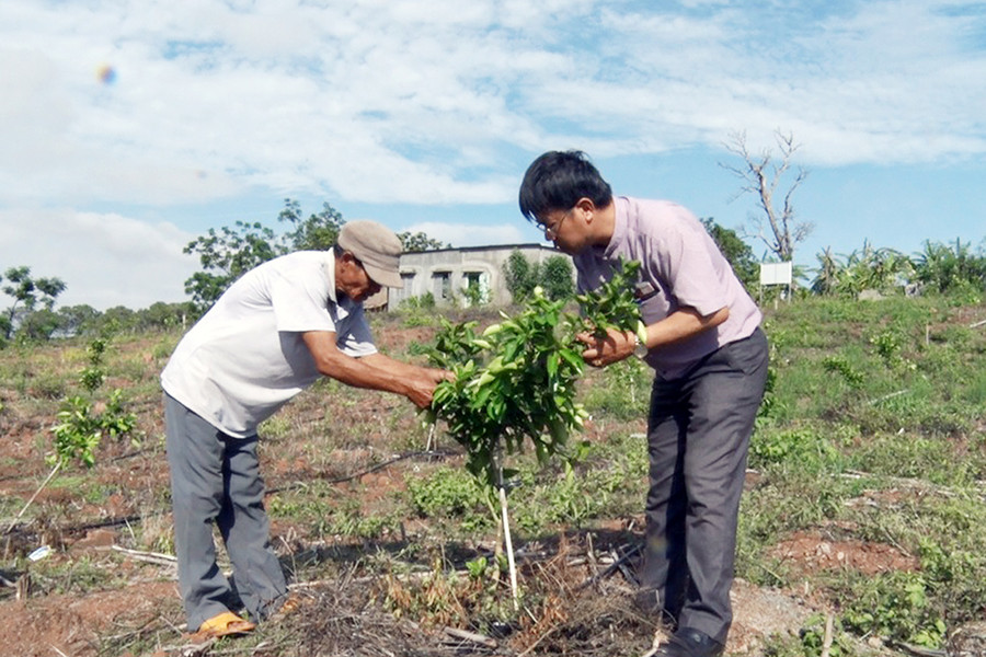 Vườn bưởi đỏ Hòa Bình của các hộ dân thôn Phú An, xã Ia Le bước đầu phát triển xanh tốt. Ảnh: Phạm Ngọc