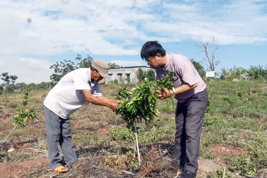 Vườn bưởi đỏ Hòa Bình của các hộ dân thôn Phú An, xã Ia Le bước đầu phát triển xanh tốt. Ảnh: Phạm Ngọc