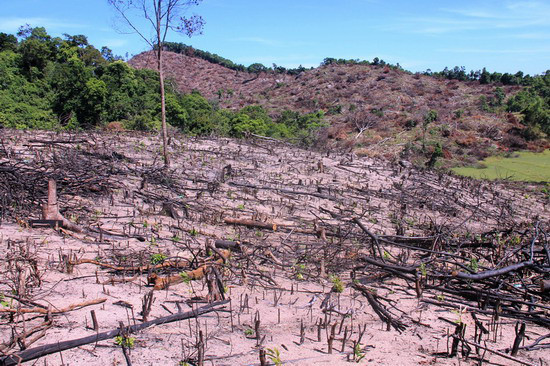Một khoảnh rừng ở huyện An Lão bị lâm tặc chặt hạ Một khoảnh rừng ở huyện An Lão bị lâm tặc chặt hạ