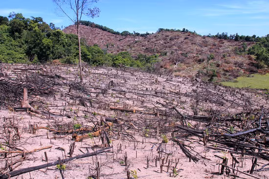 Một khoảnh rừng ở huyện An Lão bị lâm tặc chặt hạ