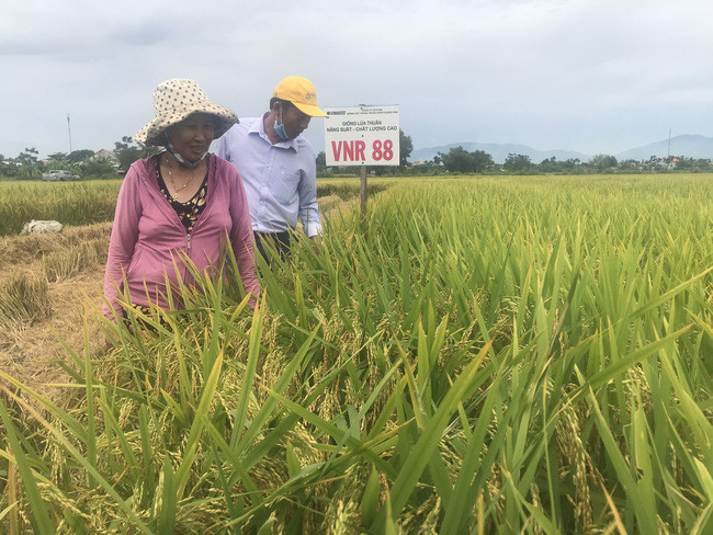  Giống lúa VNR88 vụ Đông Xuân 2019-2020 năng suất bình quân đạt từ 75-80 tạ/ha, vụ Hè Thu 2020 năng suất ước đạt khoảng từ 65-70 tạ/ha,