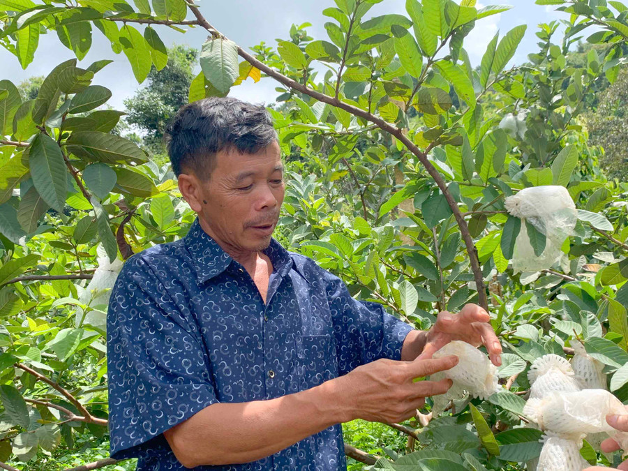 Ông Đặng Thanh Vân (tổ 3, thị trấn Phú Hòa, huyện Chư Păh) thực hiện mô hình trang trại đem lại hiệu quả kinh tế cao. Ảnh: Phương Linh 