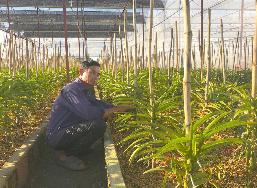 Hoa lan Mokara được trồng trong nhà lồng của HTX Nông nghiệp và Dịch vụ An Phú Thịnh. Ảnh: Nguyễn Diệp 