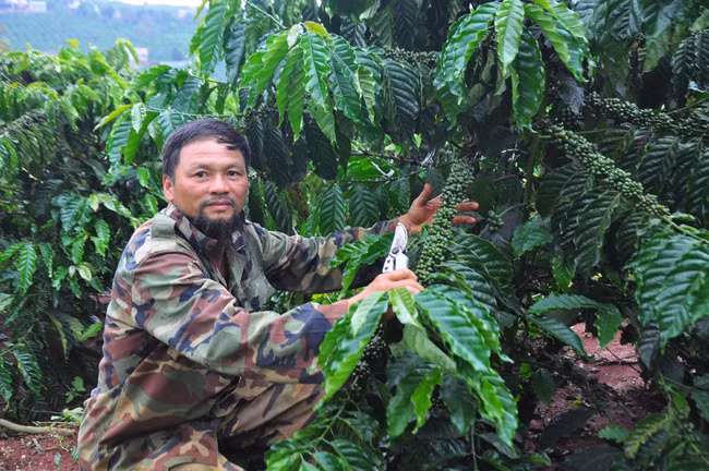 Ông Phương bên những cây cà phê tái canh sai trĩu quả trong khu vườn của mình. Ảnh: Văn Long