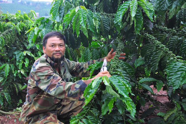 Ông Phương bên những cây cà phê tái canh sai trĩu quả trong khu vườn của mình. Ảnh: Văn Long