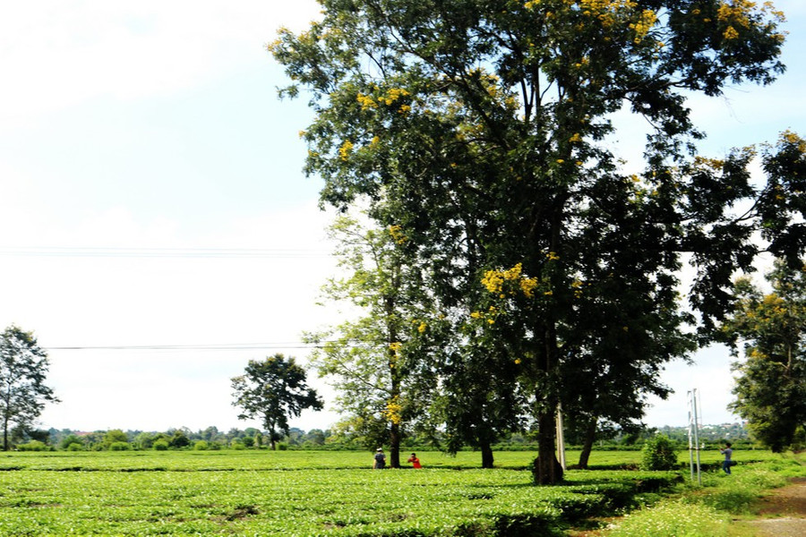 Đồi chè Biển Hồ - Ảnh: Khuê Việt Trường