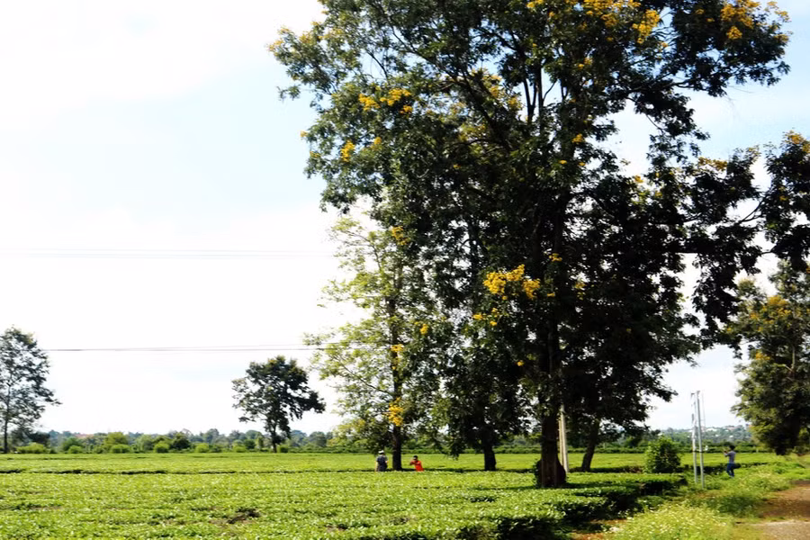 Đồi chè Biển Hồ - Ảnh: Khuê Việt Trường