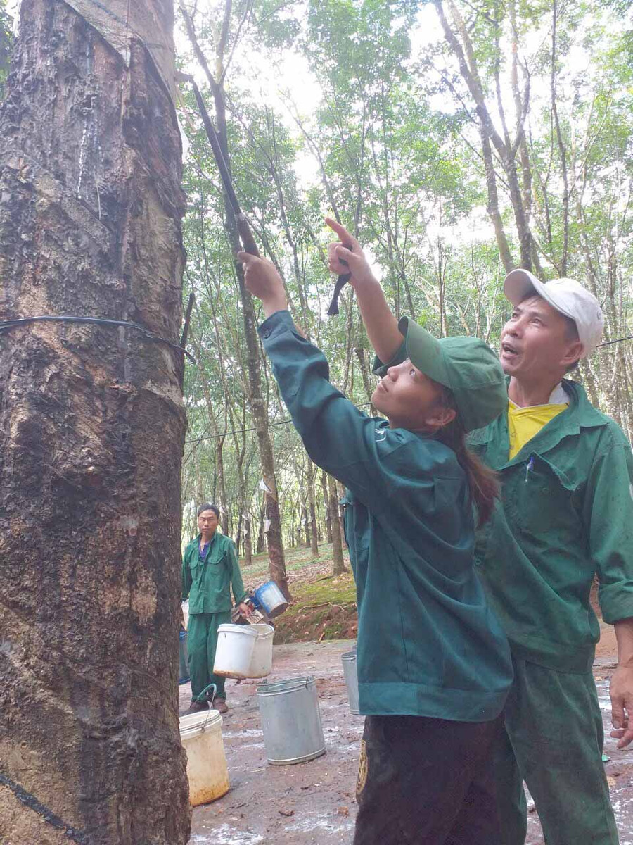  Anh Bùi Mạnh Hùng-công nhân Đội 6 (Nông trường Thanh Bình)- hướng dẫn chị Rơ Mah Chang kỹ thuật khai thác mủ cao su. Ảnh: Anh Huy 