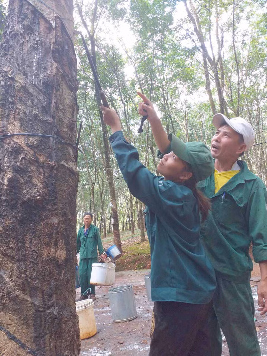  Anh Bùi Mạnh Hùng-công nhân Đội 6 (Nông trường Thanh Bình)- hướng dẫn chị Rơ Mah Chang kỹ thuật khai thác mủ cao su. Ảnh: Anh Huy 