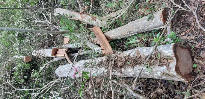 Lực lượng chức năng đang làm rõ vụ phá rừng 