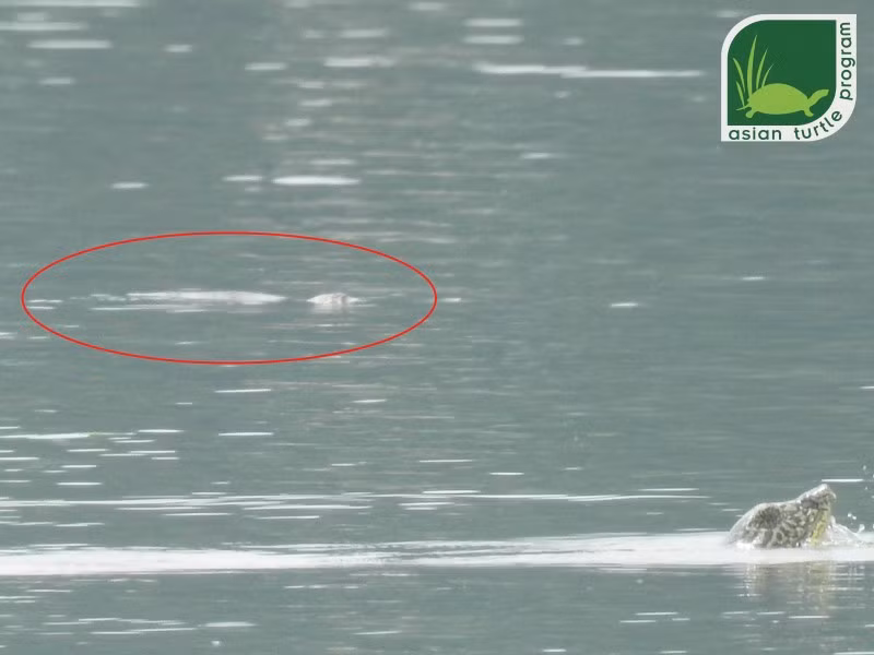 Bức ảnh ghi nhận hai cá thể rùa Hoàn Kiếm cùng nổi lên ở hồ Đồng Mô. Ảnh: Nguyễn Văn Trọng.