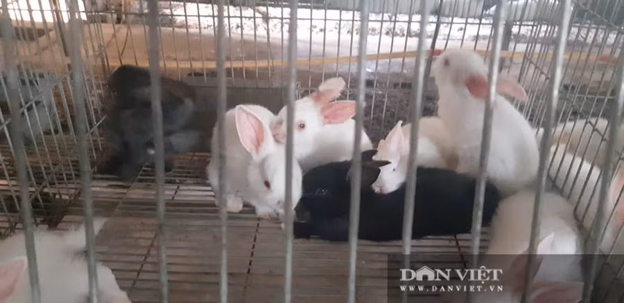 Từ vài đôi thỏ ban đầu, đến giờ Khương đã có trong tay 200 con thỏ giống đẻ sòn sòn. Mỗi năm mang lại cho gia chủ cả trăm triệu đồng.