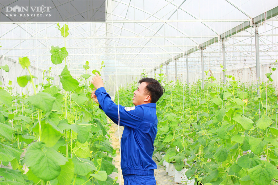 Anh Lê Cảnh Hiếu đang chăm sóc vườn dưa lưới của mình. Ảnh; PV