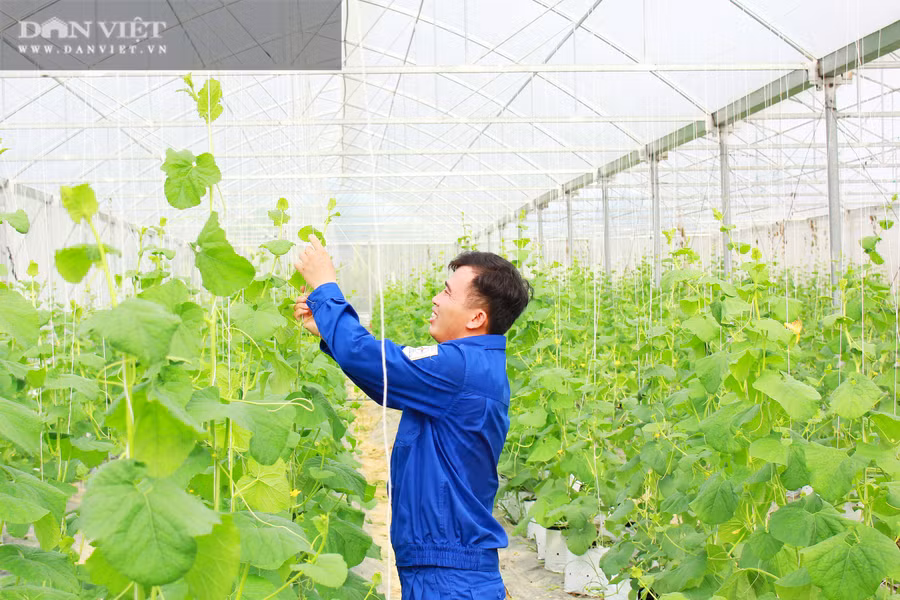 Anh Lê Cảnh Hiếu đang chăm sóc vườn dưa lưới của mình. Ảnh; PV