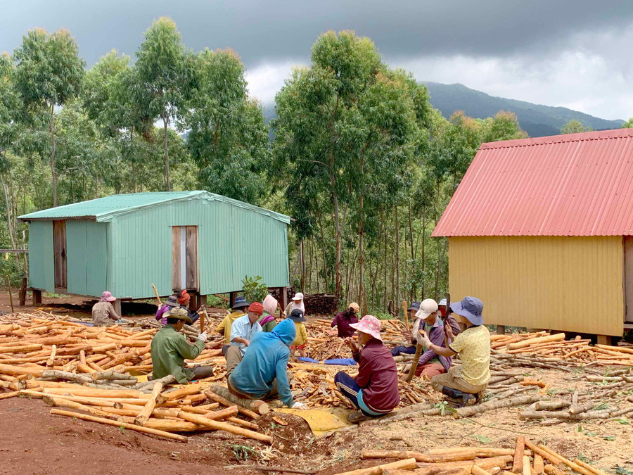Bà con làng Pờ Yầu gắn bó với cây bời lời trong phát triển kinh tế. Ảnh: Phương Linh