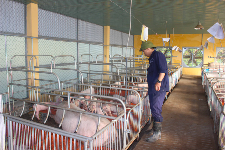 Nhân viên Trung tâm giống vật nuôi tỉnh chăm sóc heo con giống chất lượng cao. Ảnh: Nguyễn Diệp 