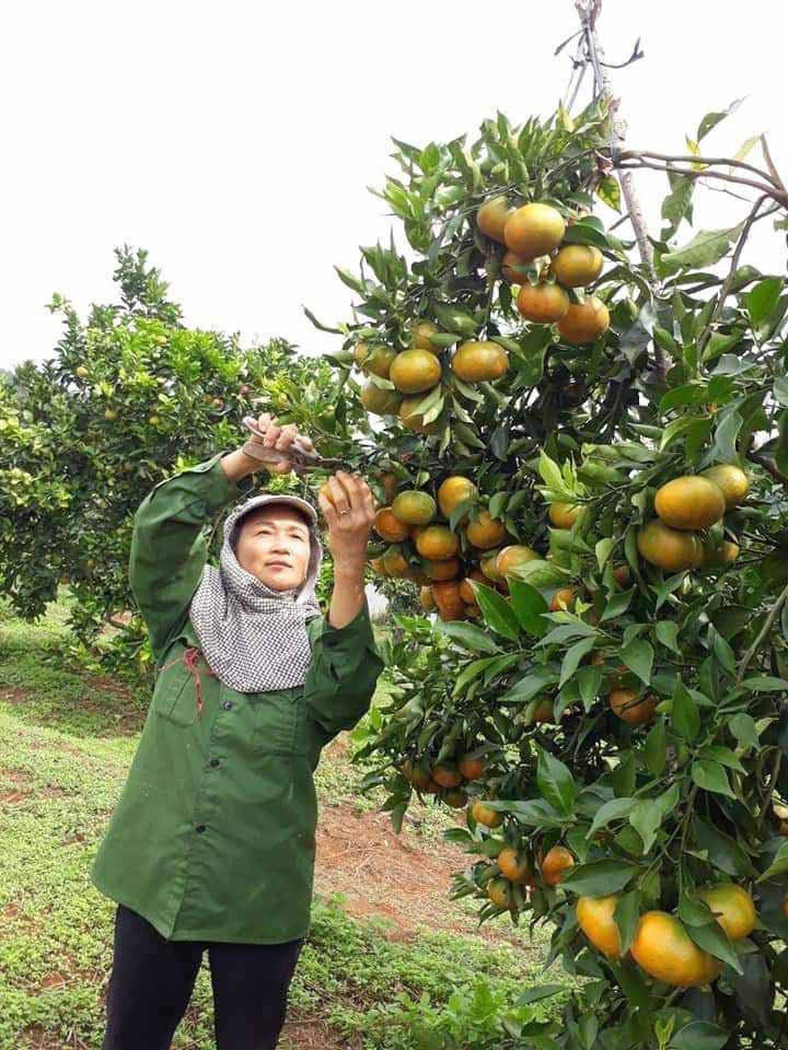 Chị Nguyễn Thị Thêu (xã Sơn Lang, huyện Kbang) thu hoạch quýt hồng. Ảnh: An Phát