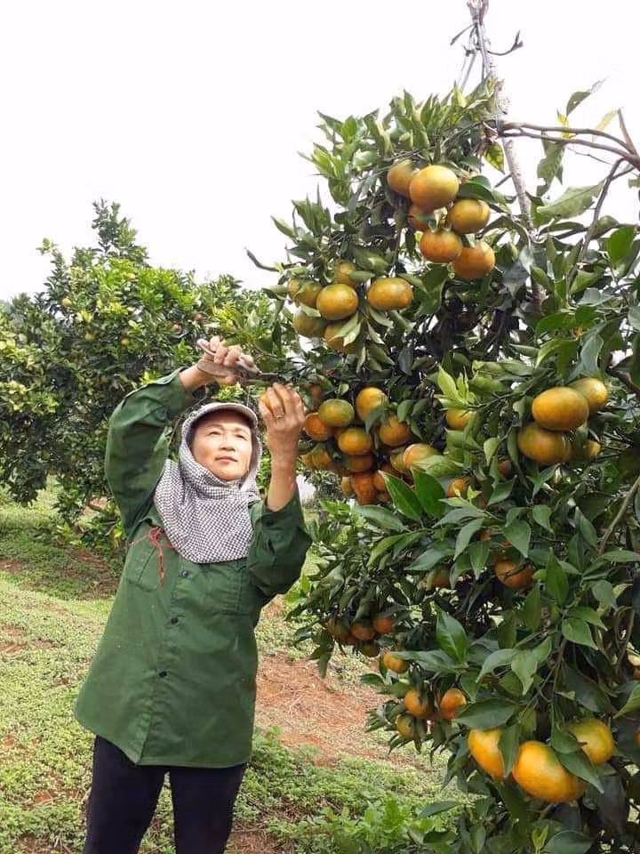 Chị Nguyễn Thị Thêu (xã Sơn Lang, huyện Kbang) thu hoạch quýt hồng. Ảnh: An Phát