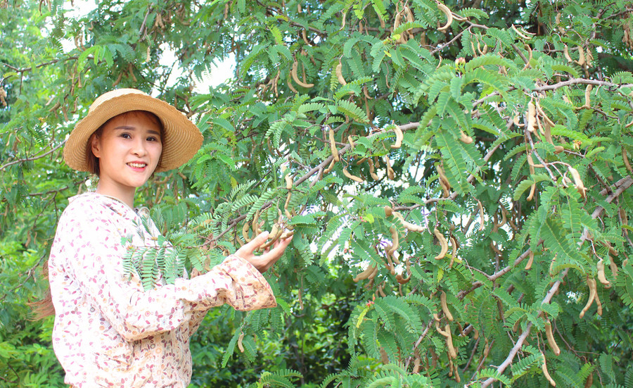 Chị Nguyễn Thị Phi Giao bên vườn me Thái của gia đình. Ảnh: Mộc Trà 