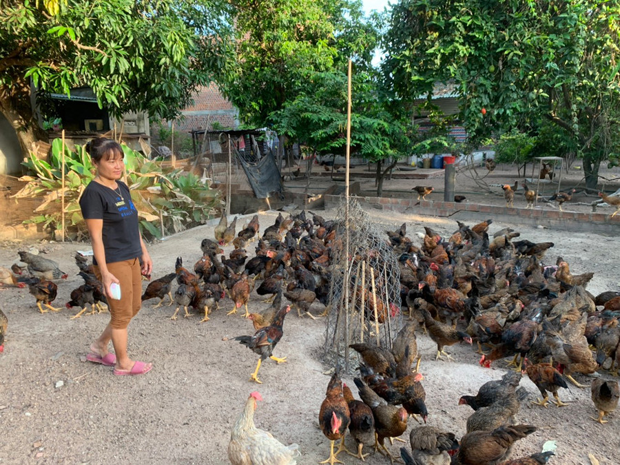 Chị Nguyễn Thị Quyết (tổ 1, phường Hòa Bình) sử dụng nguồn vốn vay để mở rộng mô hình nuôi gà ta thả vườn. Ảnh: Vũ Chi Chị Nguyễn Thị Quyết (tổ 1, phường Hòa Bình) sử dụng nguồn vốn vay để mở rộng mô hình gà ta thả vườn. Ảnh: Vũ Chi