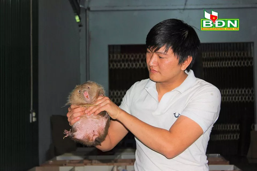 Nhờ chăm sóc tốt nên đàn dúi phát triển nhanh, dúi thịt đạt trọng lượng 1 - 2 kg được anh Thành xuất bán...