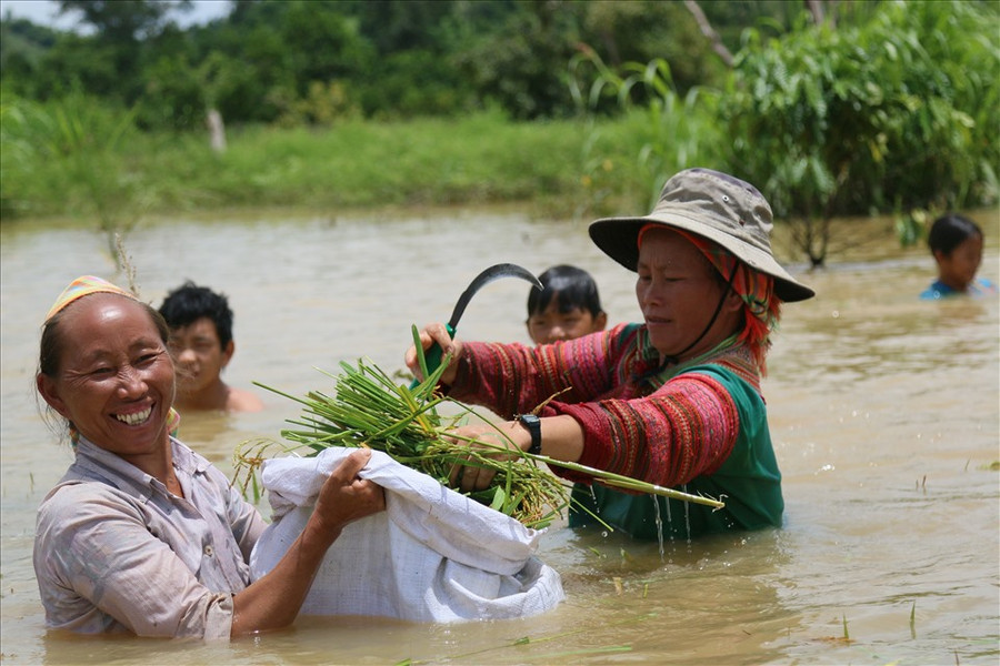 Bên trong vùng rốn ngập, bà con bắt dây đẩy xuồng ra cánh đồng cắt lúa non, vớt vát chút vốn liếng đã bỏ ra nhiều tháng trước đó. Ảnh: Bảo Trung Bên trong vùng rốn ngập, bà con bắt dây đẩy xuồng ra cánh đồng cắt lúa non, vớt vát chút vốn liếng đã bỏ ra nhiều tháng trước đó. Ảnh: Bảo Trung