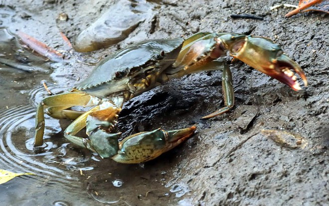 Ảnh minh họa: Internet