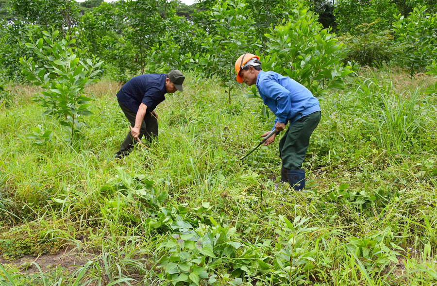 Ông Phạm Đăng Ngọc (bìa phải; xã Ayun, huyện Mang Yang) chăm sóc rừng trồng được nhận giao khoán. Ảnh: Hà Phương