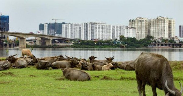 Từ ngày 1/8, khu vực nội thành và nhiều thị trấn của TP. Hà Nội sẽ không được chăn nuôi gia súc, gia cầm. Dự kiến TP. Hà Nội có 3.354 nông hộ, trang trại phải dừng chăn nuôi hoặc di dời. Ảnh:IT