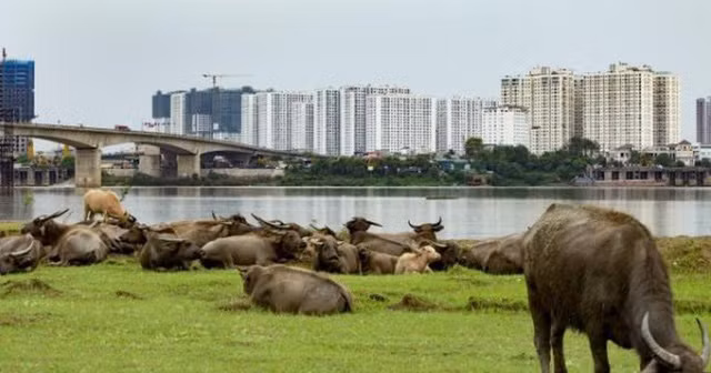 Từ ngày 1/8, khu vực nội thành và nhiều thị trấn của TP. Hà Nội sẽ không được chăn nuôi gia súc, gia cầm. Dự kiến TP. Hà Nội có 3.354 nông hộ, trang trại phải dừng chăn nuôi hoặc di dời. Ảnh:IT